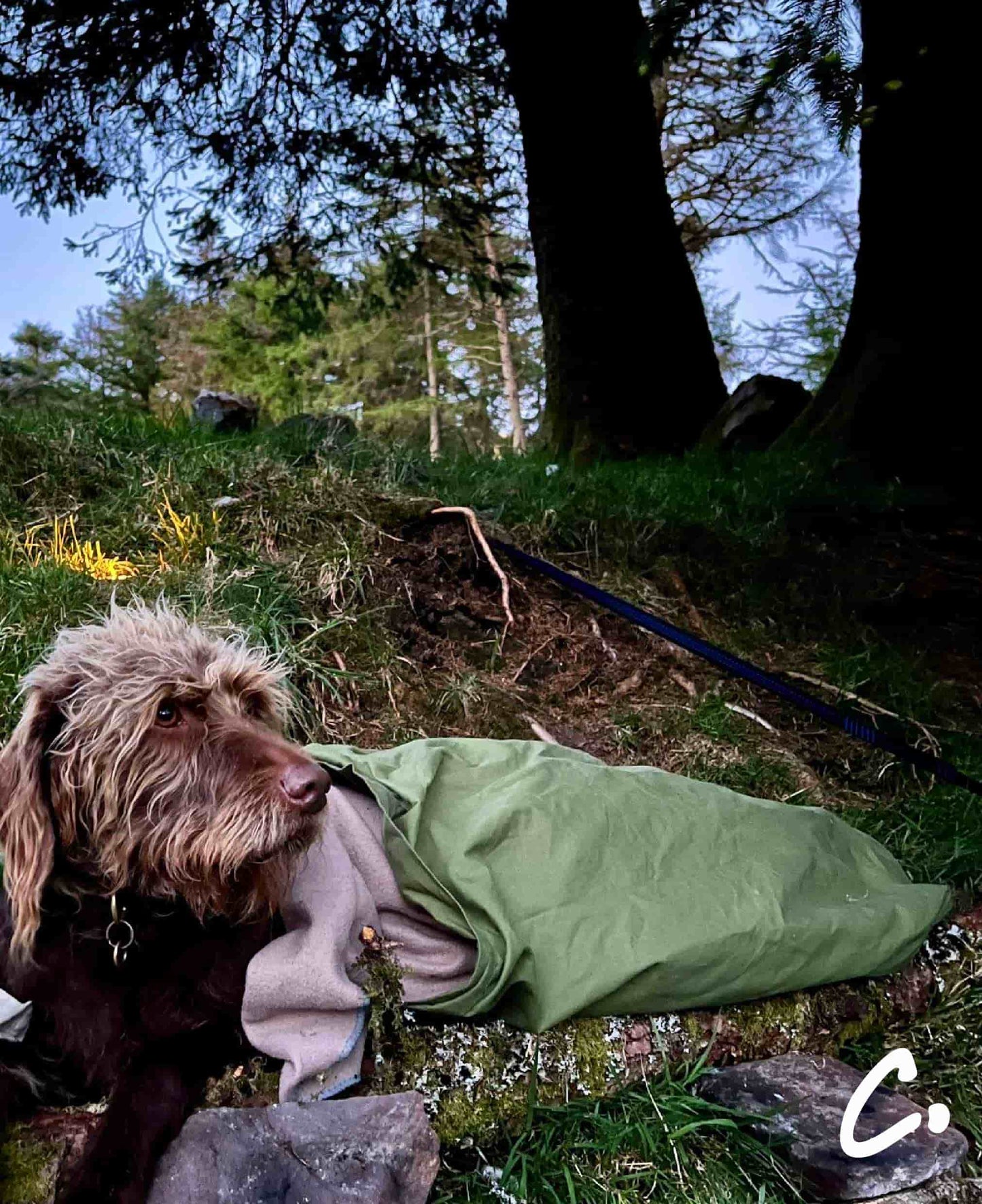 DOGGY BIVVY BAG