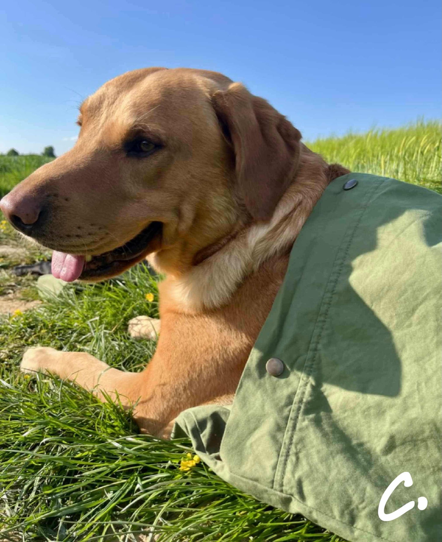 DOGGY BIVVY BAG