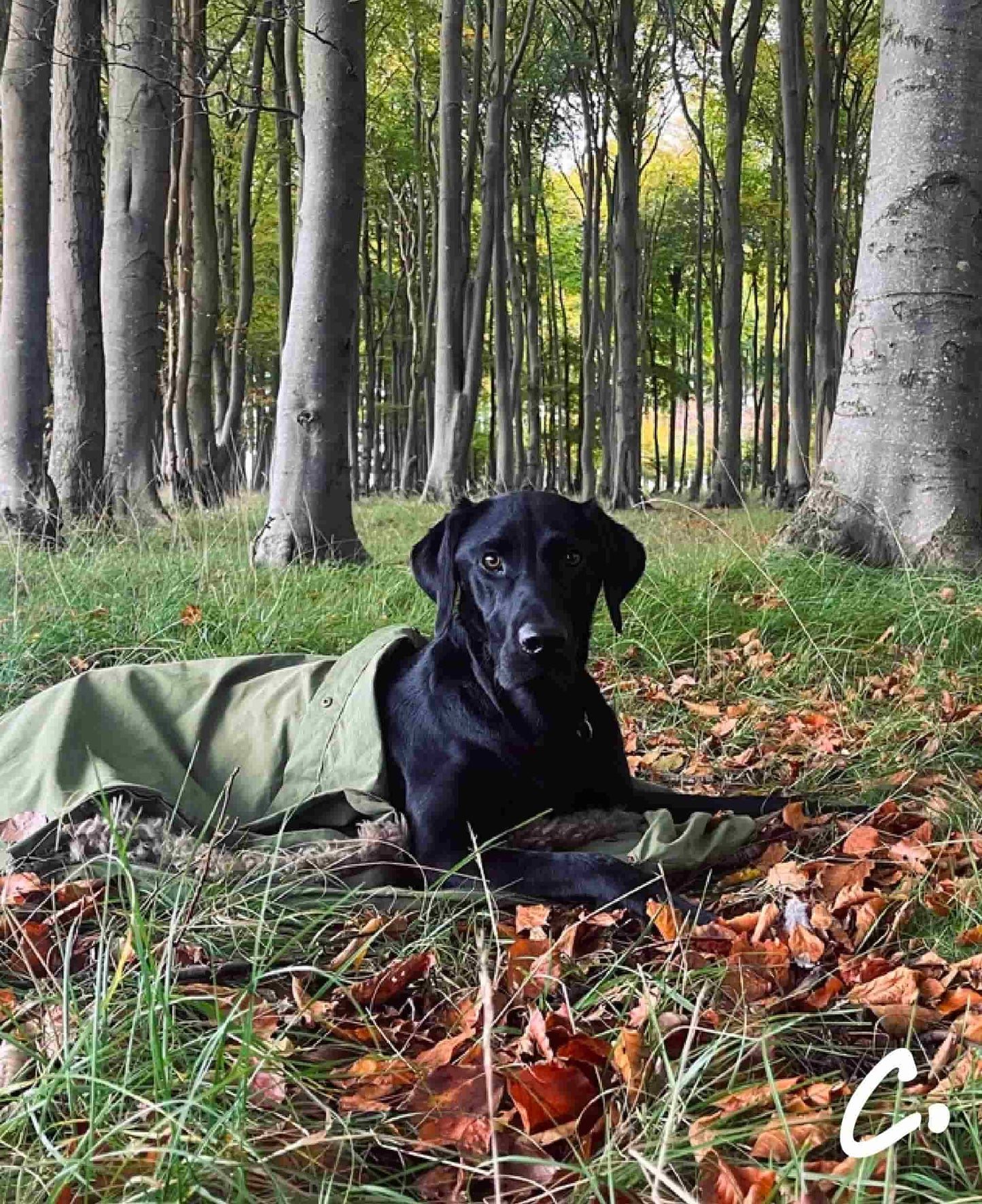 DOGGY BIVVY BAG