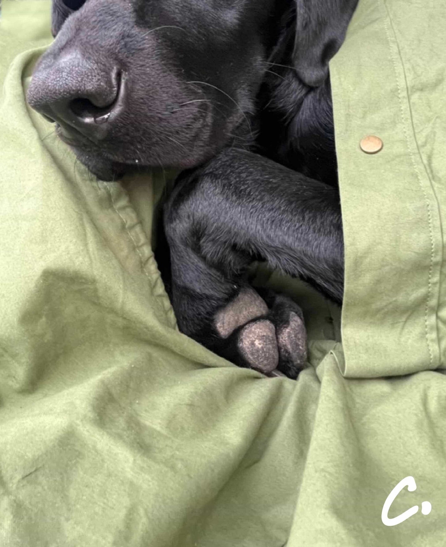 DOGGY BIVVY BAG